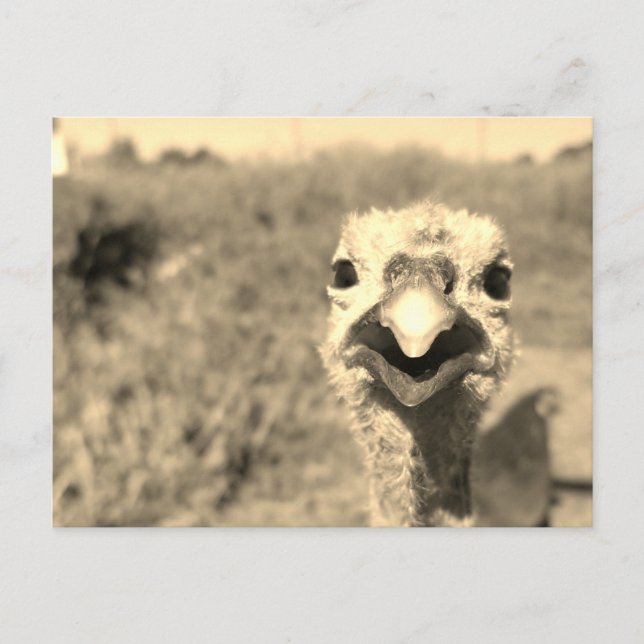 Oh... Hi! - Postcard (Front)