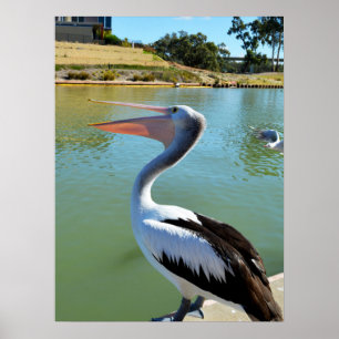 Oh Im A Happy Pelican Tra Lah Lah, Wall Poster