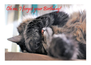 Cat Sorry Cards Zazzle Uk