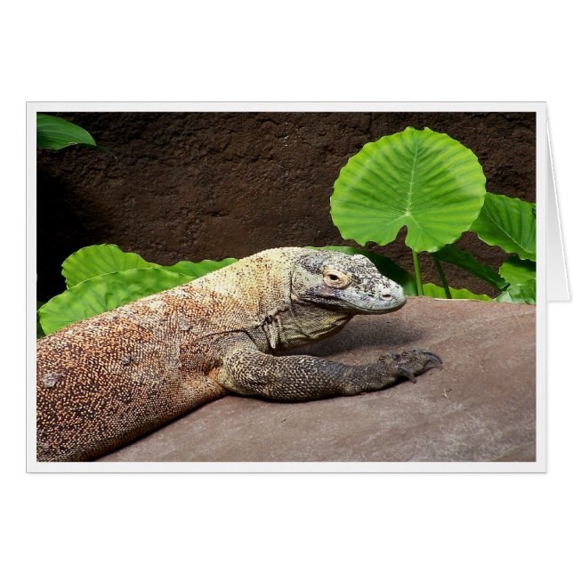 "Oh no...it's Komodo!" (Front Horizontal)