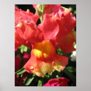 Oh Snap! Dragon Poster