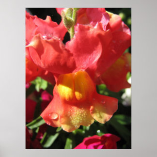 Oh Snap! Dragon Poster