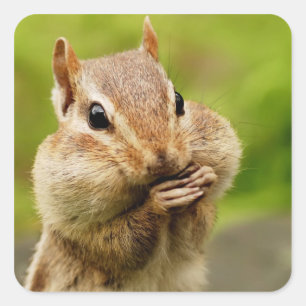 Oh So Cheeky Chipmunk Square Sticker