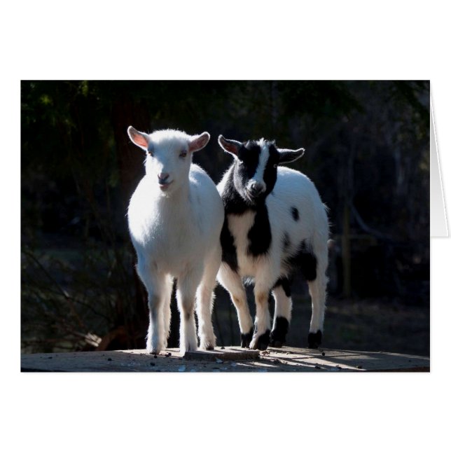 Oh So Cute Nigerian Dwarf Goats (Front Horizontal)