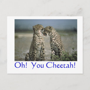 Oh!  You Cheetah! Postcard