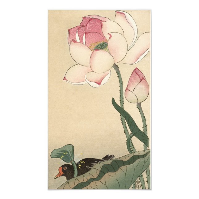 Ohara Koson, Lotus Flower - Japanese Art  Photo Print (Front)