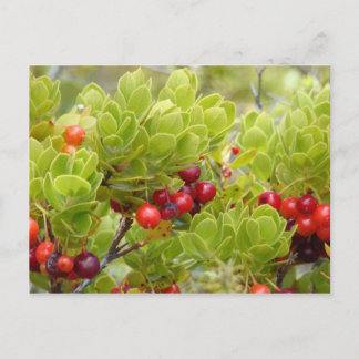 Ohelo Berries Postcard