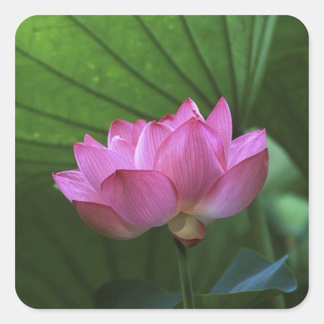 Ohga Lotus, Sankei-en Garden, Yokohama, Japan Square Sticker (Front)