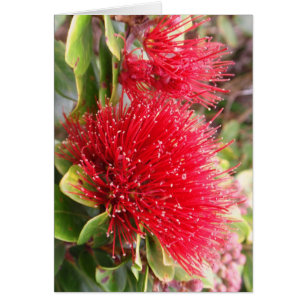 Ohia Lehua