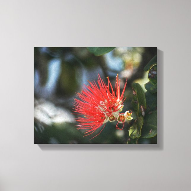 Ohia Lehua Blossom Canvas Print (Front)