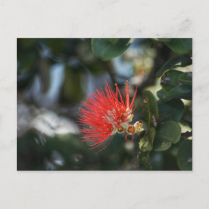 Ohia Lehua Blossom Postcard