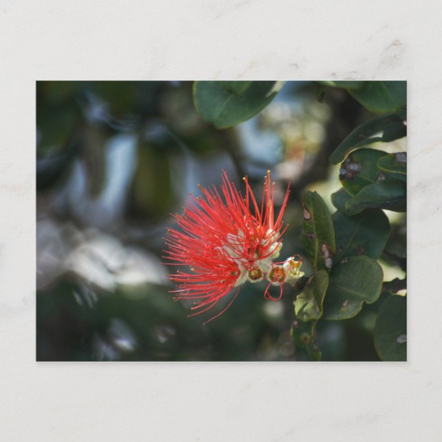 Ohia Lehua Blossom Postcard (Front)