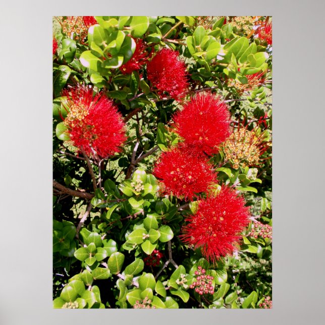 Ohia Lehua Poster (Front)