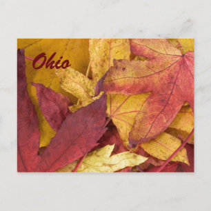 Ohio Autumn Leaves Postcard