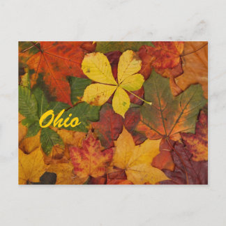 Ohio Autumn Leaves Postcard
