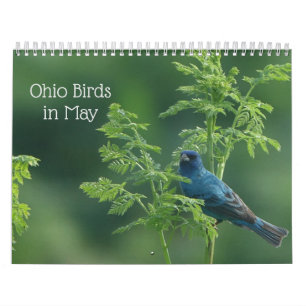 Ohio Birds in May Calendar