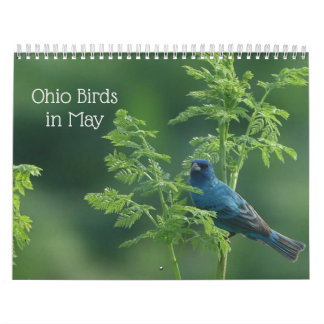 Ohio Birds in May Calendar