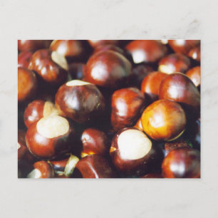 Ohio Buckeyes Postcard