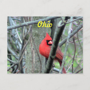 Ohio Cardinal Postcard