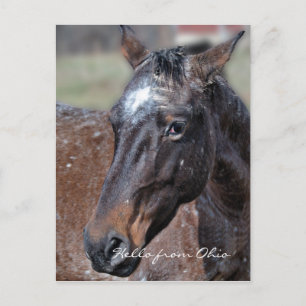 Ohio horse postcard