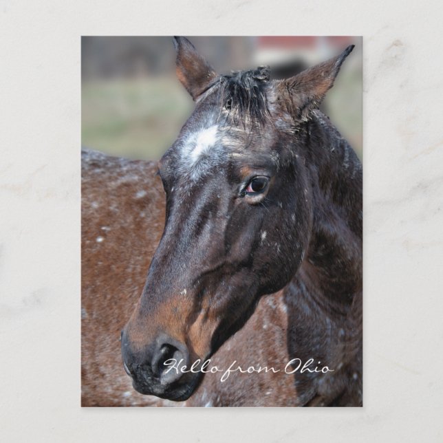 Ohio horse postcard (Front)