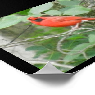 OHIO RED CARDINAL  POSTER