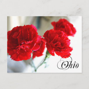 Ohio State Flower: Red Carnation Postcard