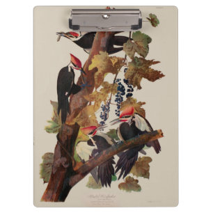ohn James Audubon Pileated Woodpecker Bird Print Clipboard