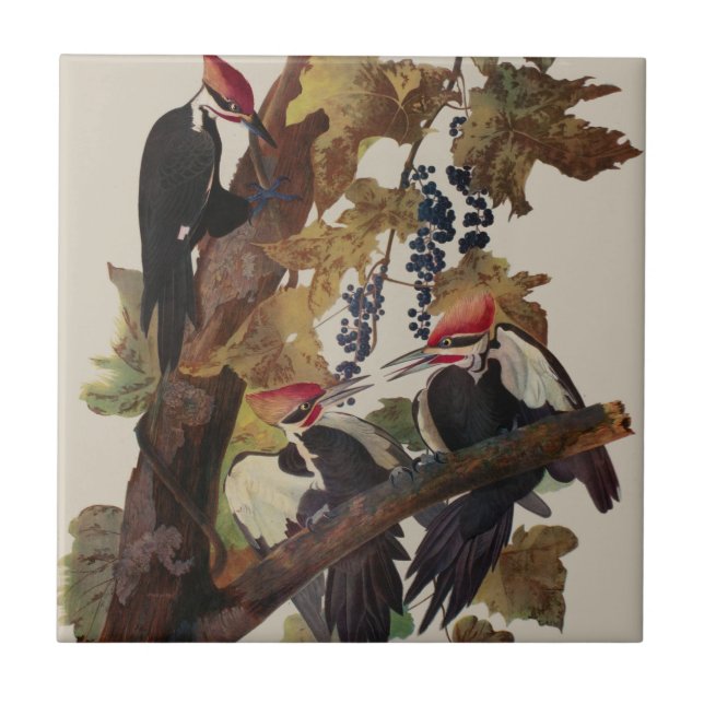 ohn James Audubon Pileated Woodpecker Bird Print Tile (Front)