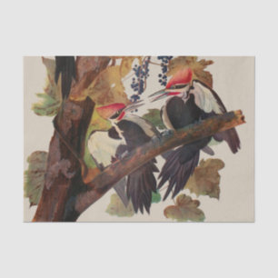 ohn James Audubon Pileated Woodpecker Bird Print Tissue Paper