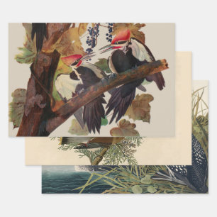 ohn James Audubon Pileated Woodpecker Bird Print Wrapping Paper Sheet