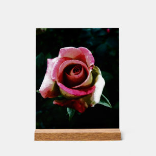 Oil painted red rose acrylic sign