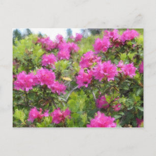 Oil painting of alpine rose rhododendon postcard