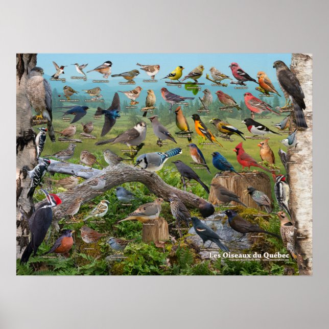 Oiseaux du Québec Poster (Front)