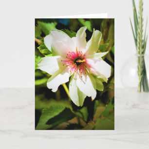Okame Cherry Tree Blossom, card