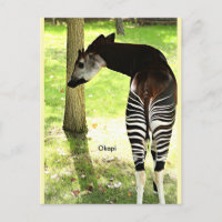 Okapi, Angola, Africa