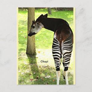 Okapi, Angola, Africa Postcard