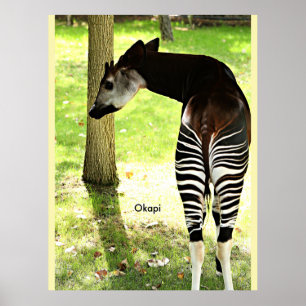 Okapi, Angola, Africa Poster