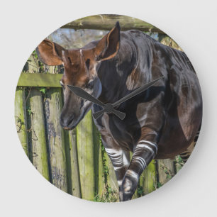 Okapi at the zoo wall clock