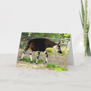 Okapi Holiday Card