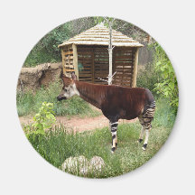 Okapi magnet