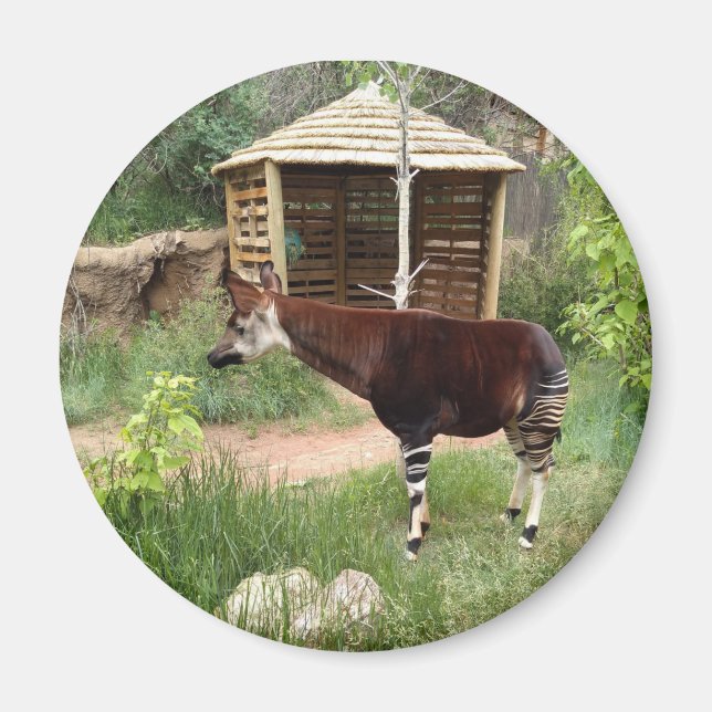 Okapi magnet (Front)