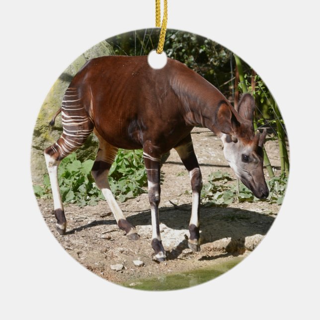 Okapi (Okapia johnstoni) near pond among vegetatio Ceramic Tree Decoration (Front)