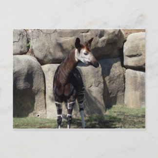 okapi postcard