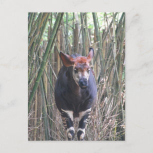 Okapi Postcard