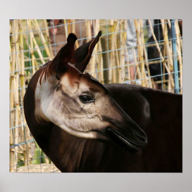 Okapi Poster (Front)