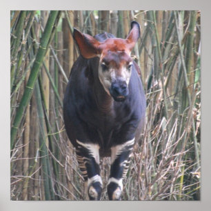 Okapi Poster