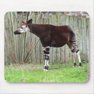 Okapi standing by fence mouse mat