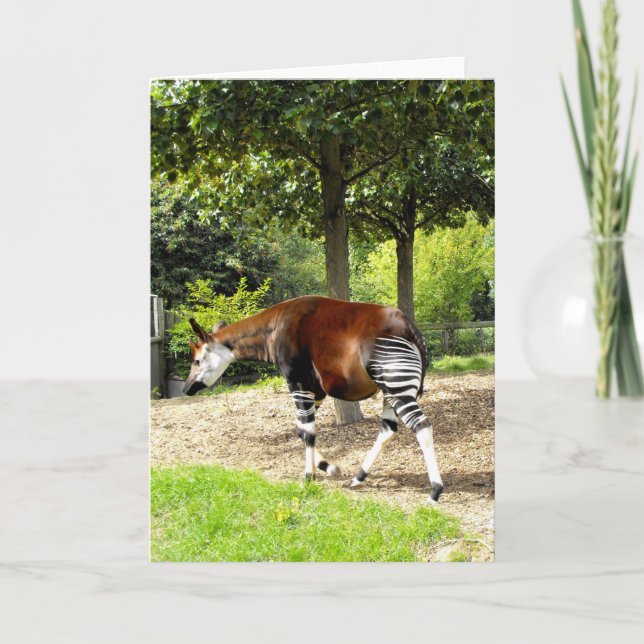 Okapi walking away holiday card (Front)