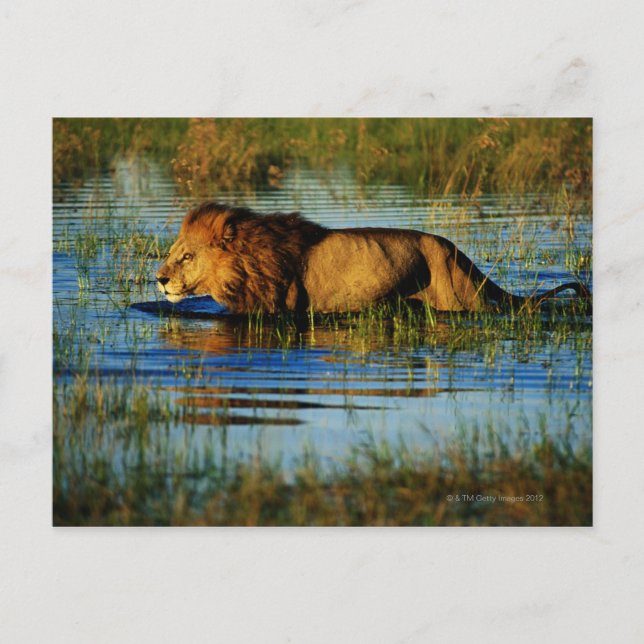 Okavango Delta, Botswana 3 Postcard (Front)